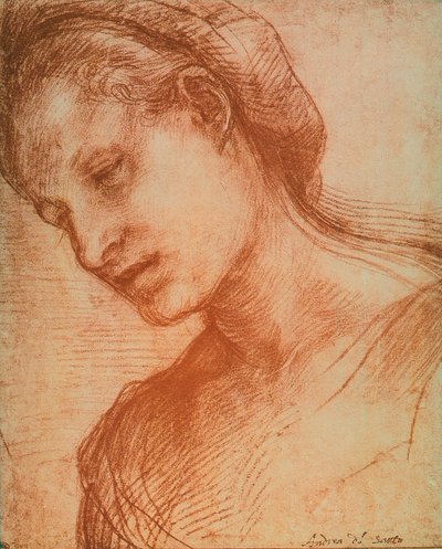 梨花の頭 作： Andrea del Sarto